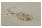 Fossil Fish (Knightia) - Wyoming #210099-1